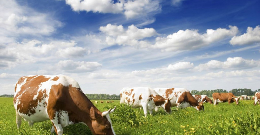 Поголовье крупного рогатого скота на 1 января 2019 года в хозяйствах всех категорий Астраханской области